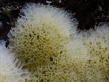 Ceratiomyxa porioides ist für einige Wissenschaftler nur eine  Varietät von Ceratiomyxa fruticulosa. Neuere genetische  Untersuchungen legen aber eine Trennung in zwei selbständige  Arten nahe. 